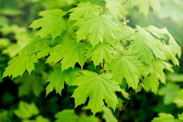 Grüne Ahornblätter auf Zweig. Frühlings- oder Sommertag im Wald