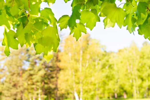 Grüne Ahornblätter im sonnigen Wald