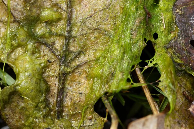 Grüne Algen auf der Wasseroberfläche Naturhintergrund