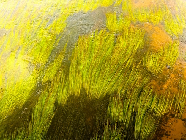 Grüne Algenstängel im klaren Wasser des Flusses.