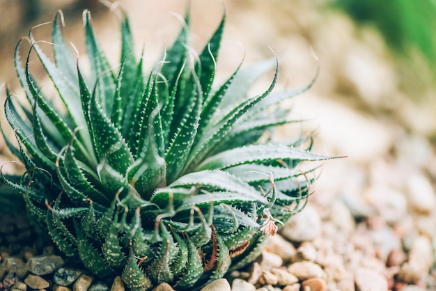 Grüne Aloe Vera Pflanzen. Tropische Aloe. Naturbauernhofgarten mit Kräutermedizin