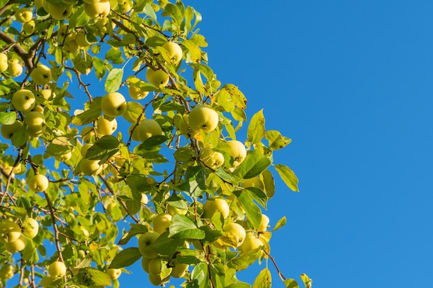 Grüne Apfelfrucht gegen den blauen Himmel, wilder Apfelbaum