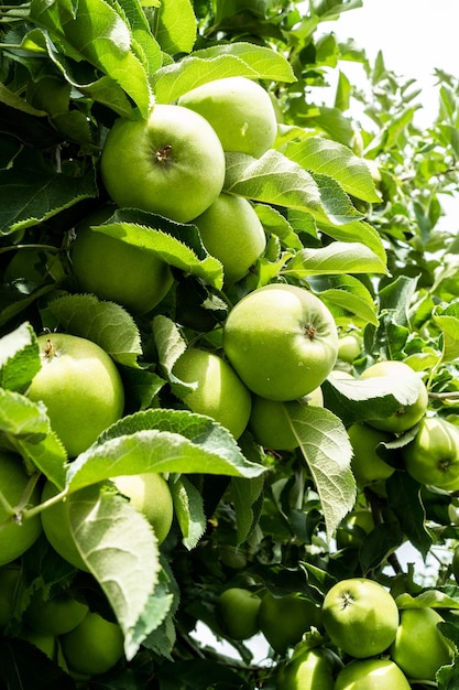 Grüne Apfelfrüchte am Baum im Sommer