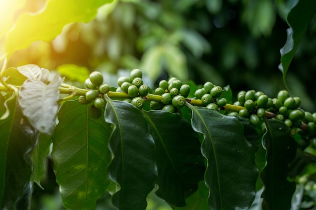 Grüne Arabica Kaffee Früchte auf Baum schließen kurz und nehmen unter Beleuchtung sceen, Bild vorhanden Landwirtschaft fühlen und kann nützlich in Dokument im Seminar oder Bio-Produkt-Paket Hintergrund