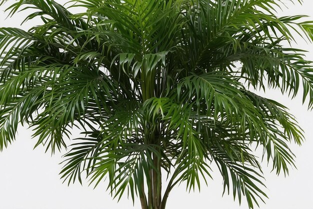 Grüne Areca-Palme