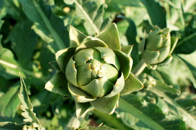 Grüne Artischocken wachsen im Garten auf einem Busch. Biologischer Anbau.