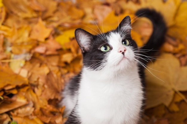 Grüne Augen schwarz-weiße Fellhauskatze in gefallenen Blättern flach. Glückliches Haustier in der Herbstnatur.