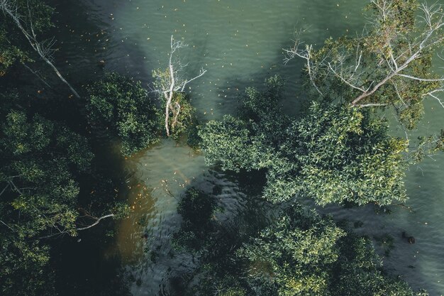 Foto grüne bäume am fluss foto