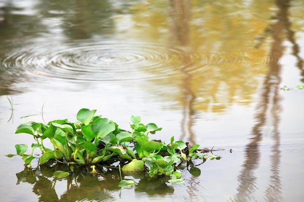 grüne Bäume, die im Fluss schwimmen