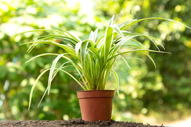 Grüne Bäume im Becher zum Pflanzen schöner Naturbäume