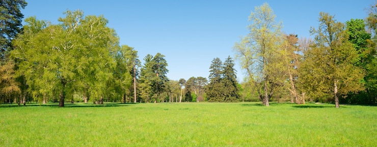 Grüne Bäume im Park und im blauen Himmel