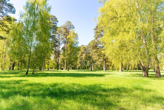 Grüne Bäume im Park und im blauen Himmel