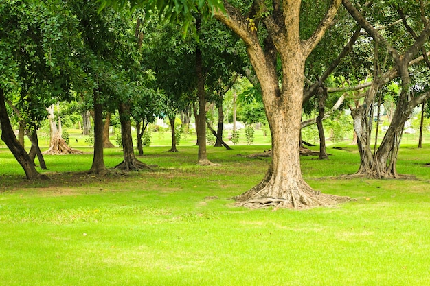 Grüne Bäume im Park