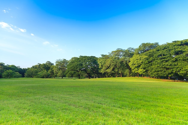 Grüne Bäume im schönen Park unter dem blauen Himmel