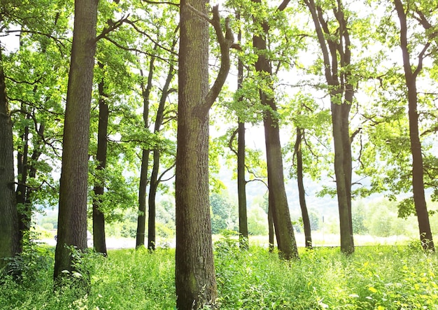 Grüne Bäume im Sommerwald