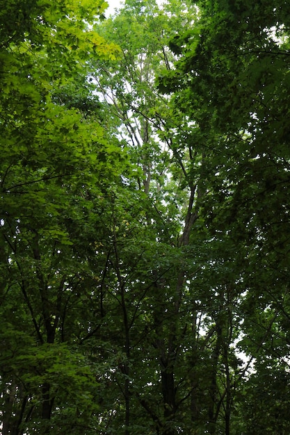 Grüne Bäume im Wald, schöne Sommerlandschaft