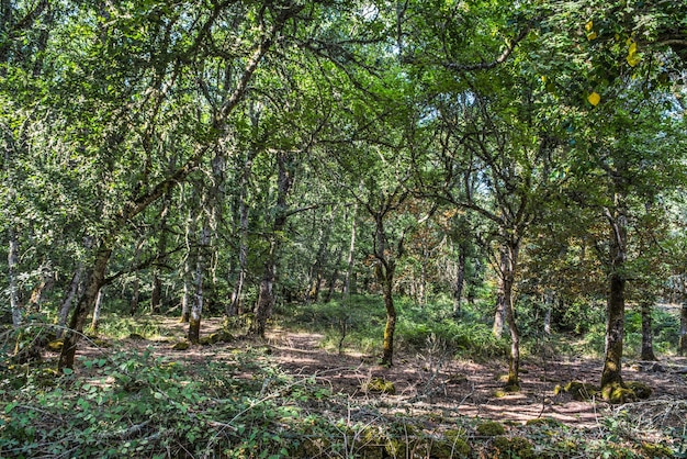 Grüne Bäume im Wald