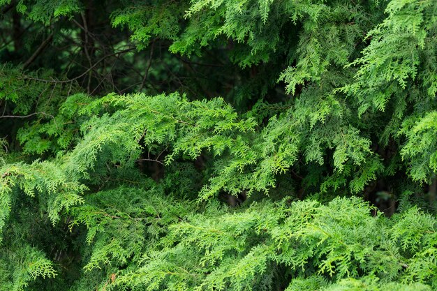 Grüne Bäume in einem Wald