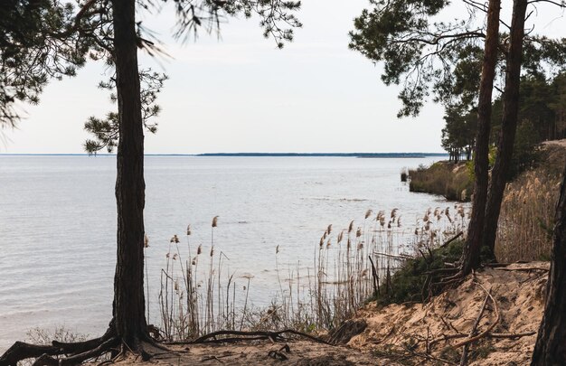 grüne Bäume Schilf ruhiger See