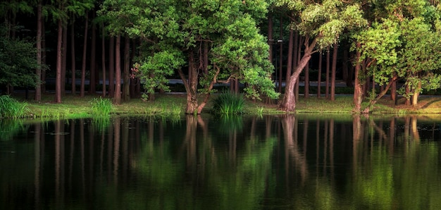 Grüne Bäume spiegeln sich im Wasser im Park wider