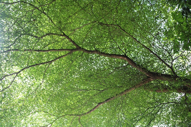 Grüne Bäume Spitze mit Himmel.