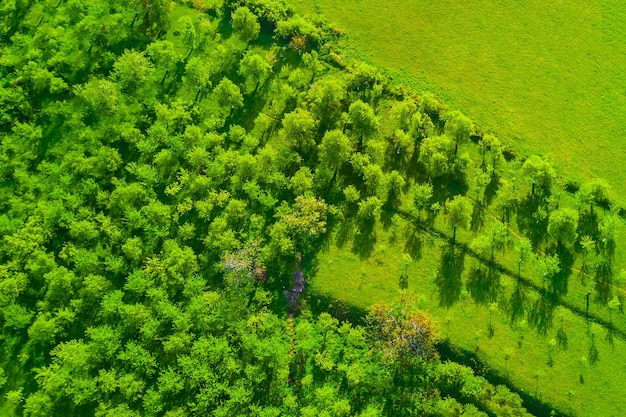 Grüne Bäume und Feldansicht von oben