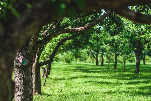 Grüne Bäume und Gras im Sommergarten