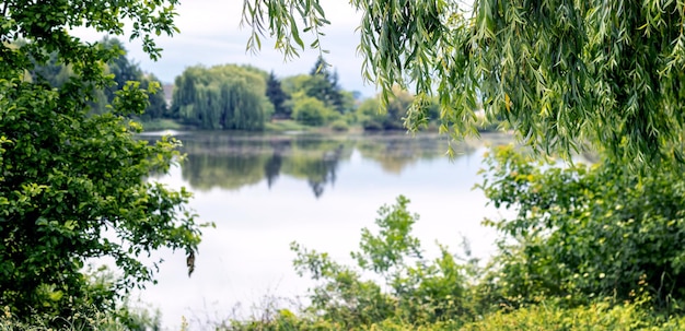 Grüne Bäume und hängende Weidenzweige in der Nähe des Flusses im Sommer