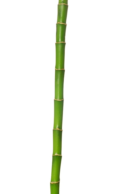 grüne Bambus