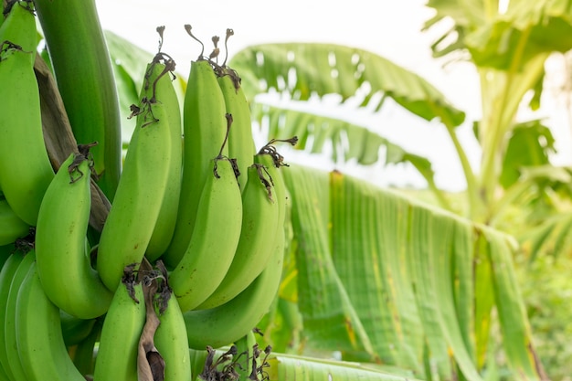 Grüne Banane ist nicht bereit zu essen.