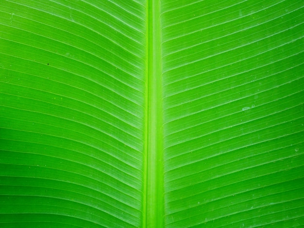 grüne Banane verlässt Hintergrund, Naturpflanze