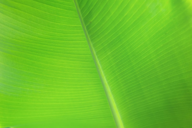 Grüne Bananenblatt-Hintergrundzusammenfassung