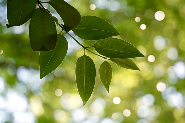 Grüne Baumblätter gemasert und Niederlassungen in der Natur
