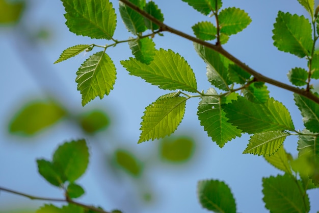 Foto grüne baumblätter im frühling