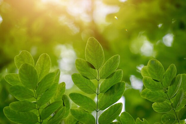 grüne Baumblätter in der Natur im Frühling