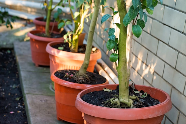 Grüne Baumkamelie in den Töpfen. Garten mit wachsenden Pflanzen