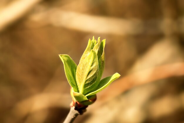 Grüne Baumknospe Frühling