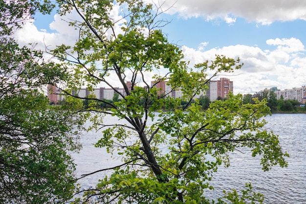 Grüne Baumkrone vor dem Hintergrund des Flusses und der Häuser am Ufer unter blauem Himmel mit weißen Wolken