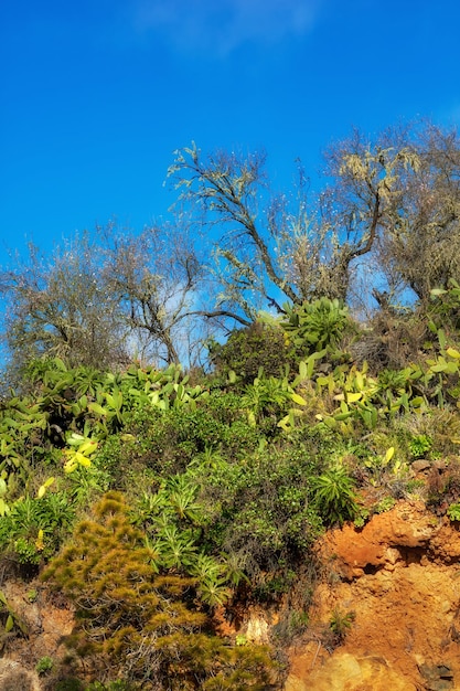 Grüne Baumpflanzen auf den Bergen mit blauem Himmel kopieren Raum Copyspace Landschaft der biodiversen Naturlandschaft mit üppiger Vegetation, die im wilden Wald der Kanarischen Inseln von La Palma Spanien wächst