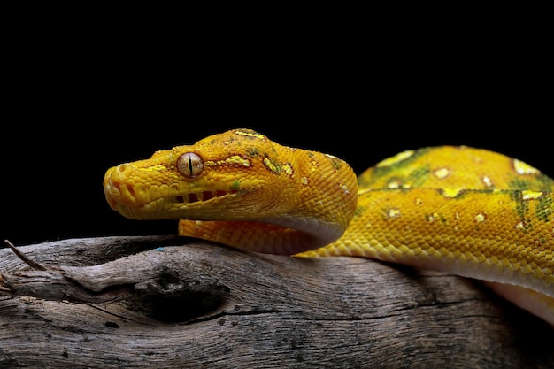 Grüne Baumpython juvenile Closeup auf Zweig mit schwarzem Hintergrund Grüne Baumpython Morelia viridis