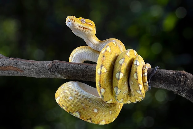 Grüne Baumpythonjuvenile Nahaufnahme auf Ast mit schwarzem Hintergrund