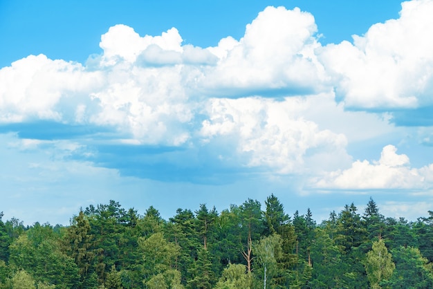 Foto grüne baumwipfel und schöner bewölkter blauer himmel. waldlandschaft wetteifern von oben zum himmelspanorama.