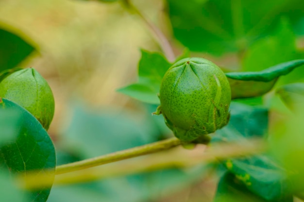 Grüne Baumwollfrucht im Baumwolllandwirtschaftsbereich.