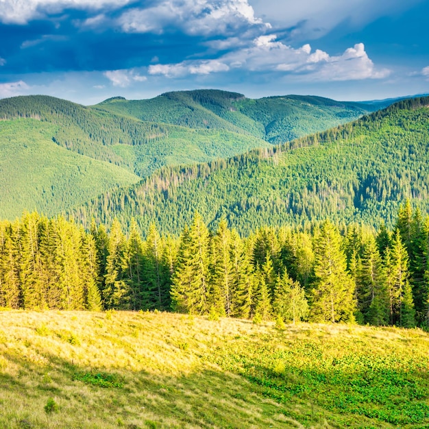 Grüne Berge mit Pinienwald bei Sonnenuntergang Sonnenlicht