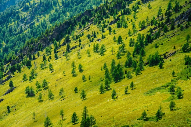 Grüne Berglandschaft mit lebendigem grünem Berghang mit Nadelwald und Klippen.