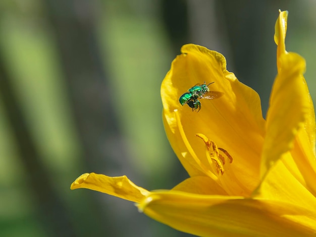 grüne Biene erreicht ihren Pollen