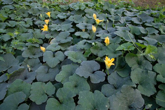 Grüne Bio-Gemüse-Süßkürbis-Plantage im Garten