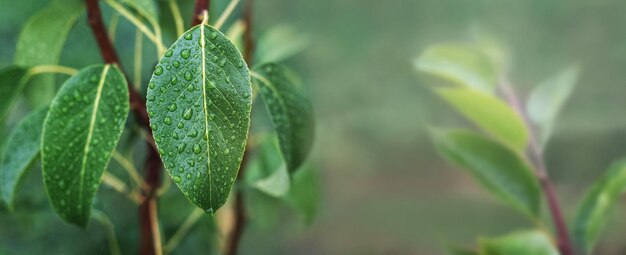 Grüne Birnenblätter mit Regentropfen im Garten auf einem Baum