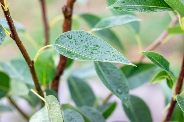 Grüne Birnenblätter mit Regentropfen im Garten auf einem Baum