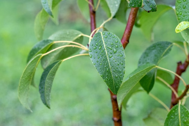 Grüne Birnenblätter mit Regentropfen im Garten auf einem Baum